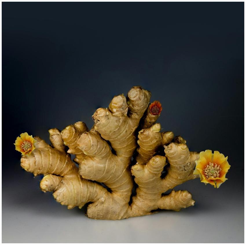 A dramatic still life of ginger root adorned with
