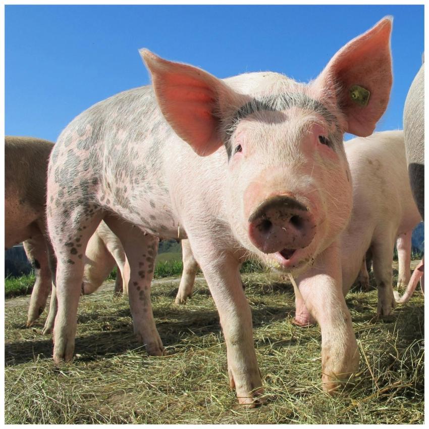 A domestic pig in a sunny outdoor field, showcasin