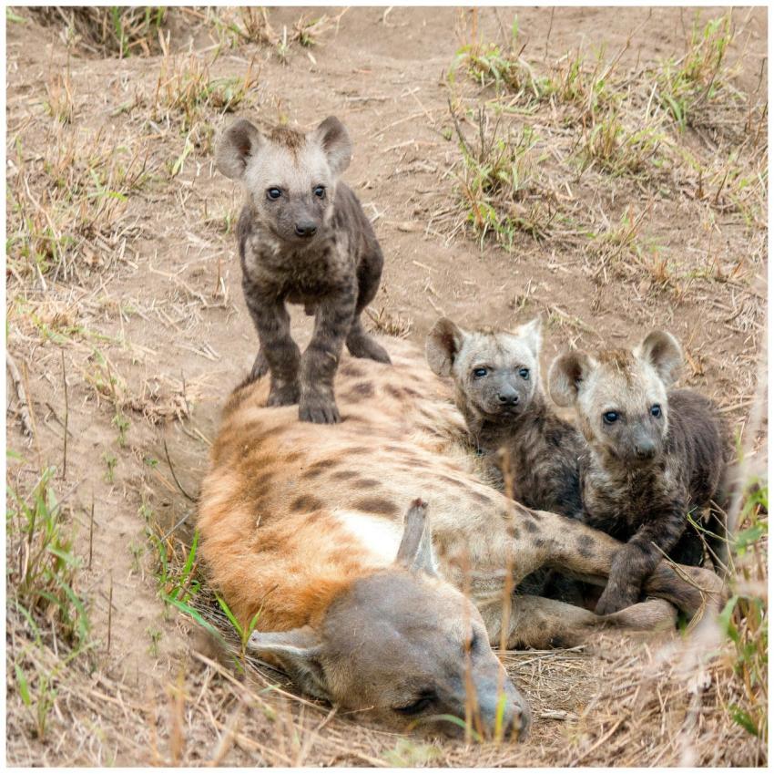 Adorable hyena cubs resting on their mother in a S