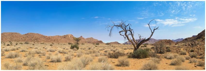 Beautiful arid desert scene with dried tree and mo