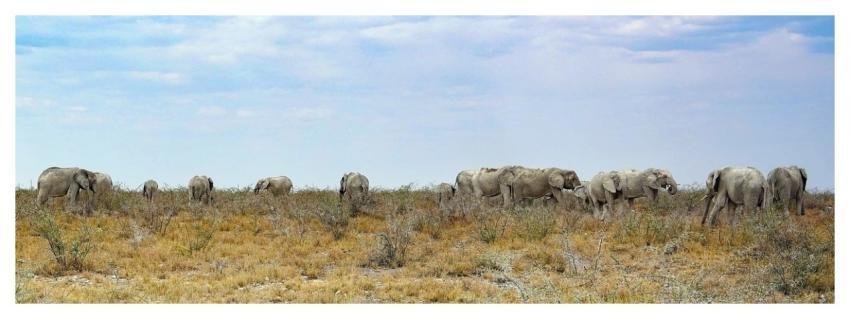 Elephants Herd Etosha Numerous