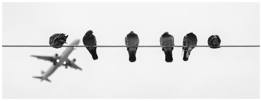 Silhouette of pigeons on a wire with an airplane i