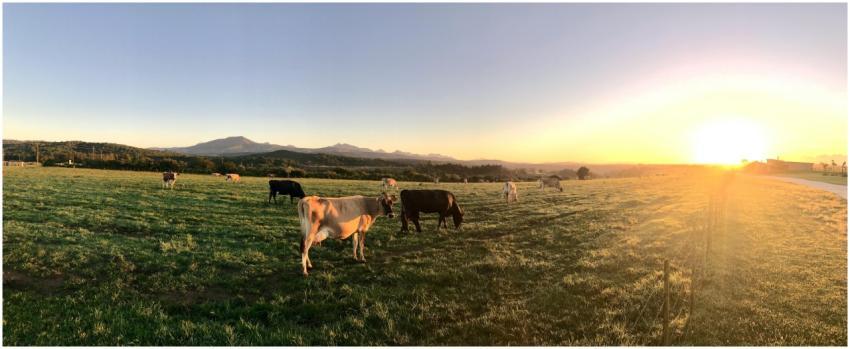 Panoramic view of cows grazing in a lush field at