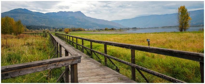Explore a serene wooden boardwalk in Salmon Arm, B