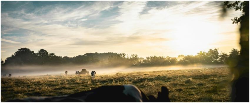 Early morning sunrise over a misty farm field with
