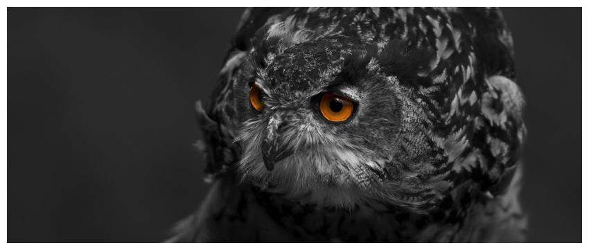 Close-up of a tawny owl showcasing its mesmerizing