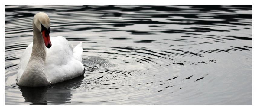 Waters Swan Nature Bird