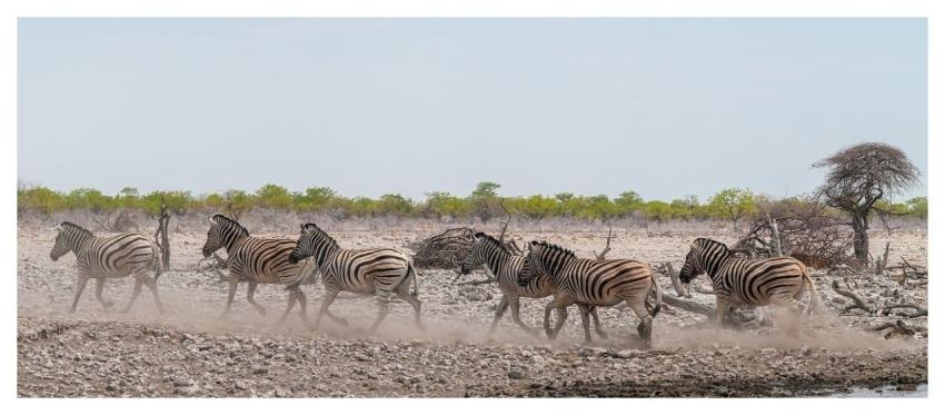 Herd Zebra On The Way Africa