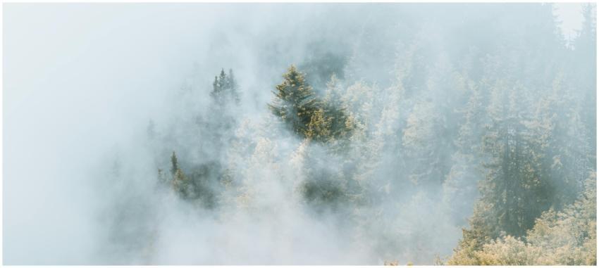 Serene forest enveloped in fog showcasing lush gre