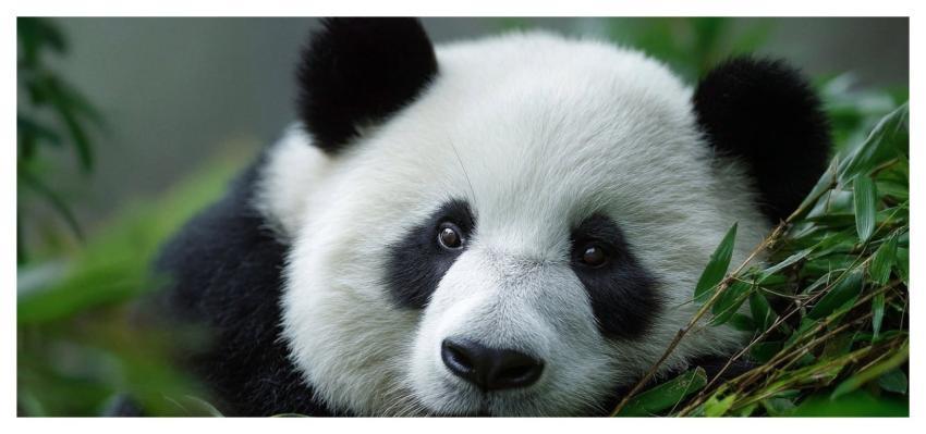 Panda Bear Animal Bamboo