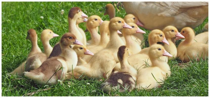 Cute group of ducklings enjoying the sunny outdoor