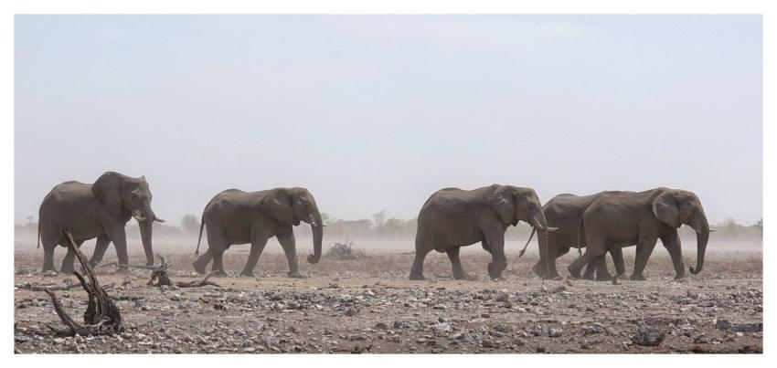 Elephants Herd Steppe Wind