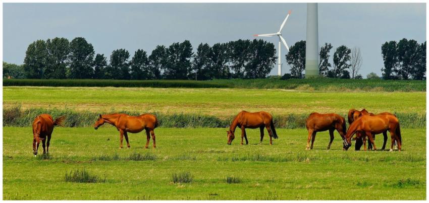 A serene scene of horses grazing in a lush green f