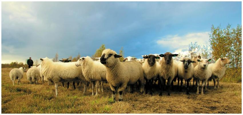 A group of sheep grazing on an open farm pasture u