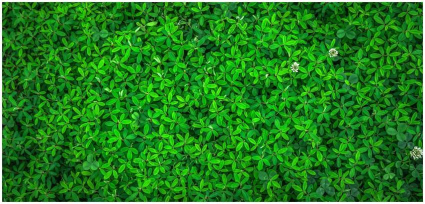 Vibrant green leaves with small white flowers offe