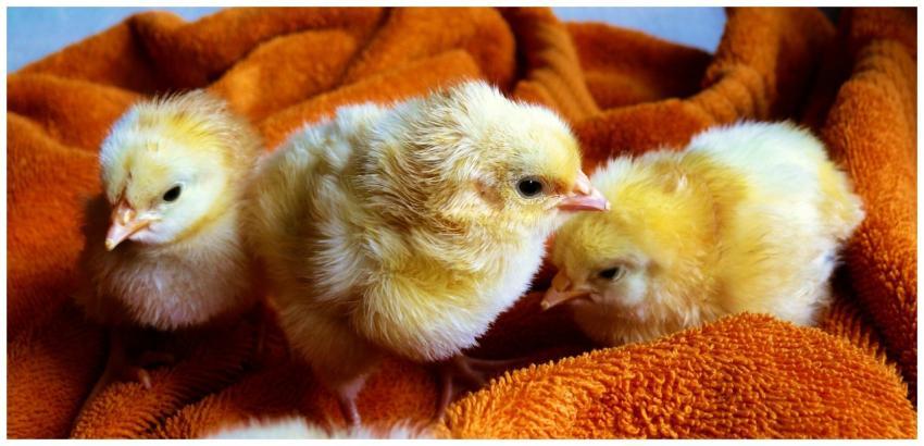 Three adorable baby chicks on a warm orange blanke