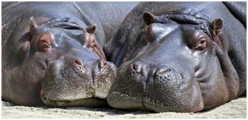A detailed close-up of two hippos resting together
