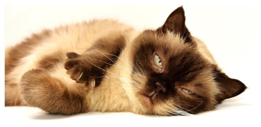 Cat Domestic Animal Nature Puss