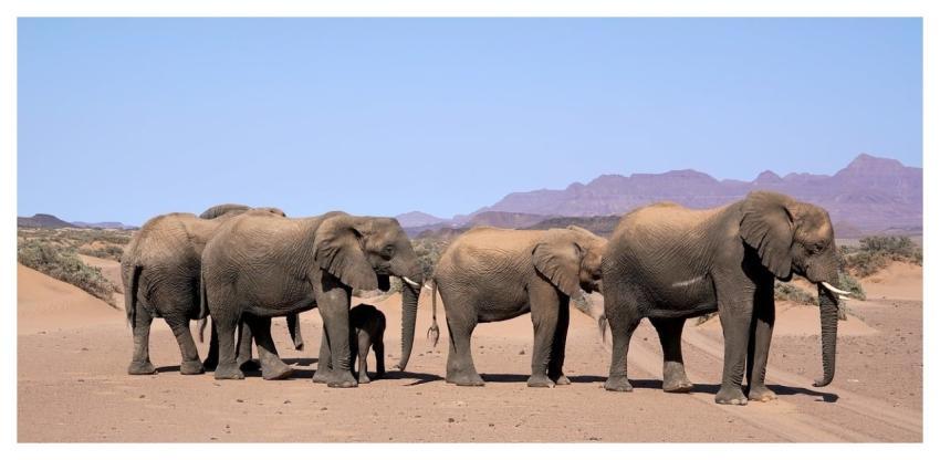 Elephants Herd Animals Summer