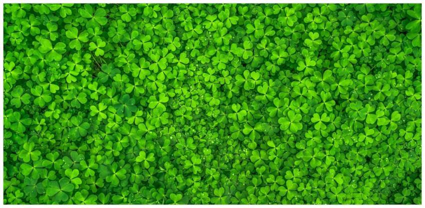 Vibrant overhead image of fresh green clover leave