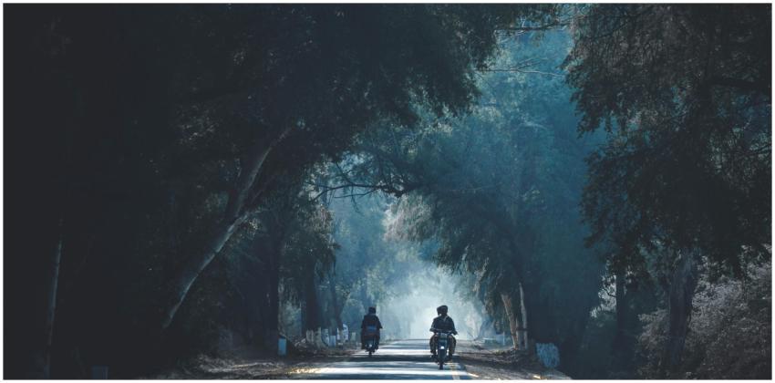 Two motorcyclists journey through a serene forest