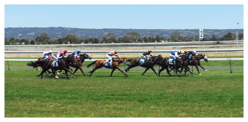 Horses Racing Jockey Sport