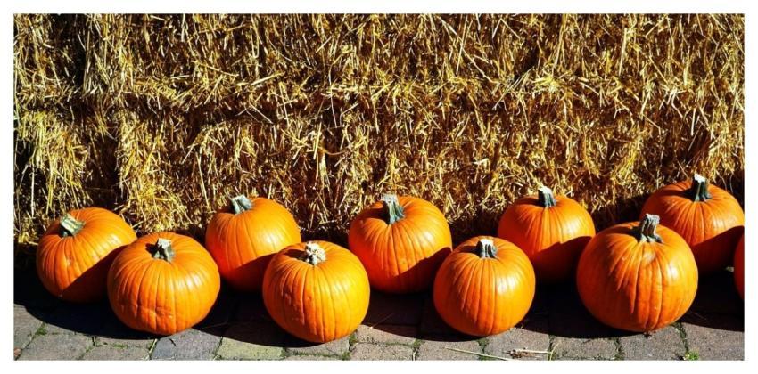 Pumpkin Fall October Harvest
