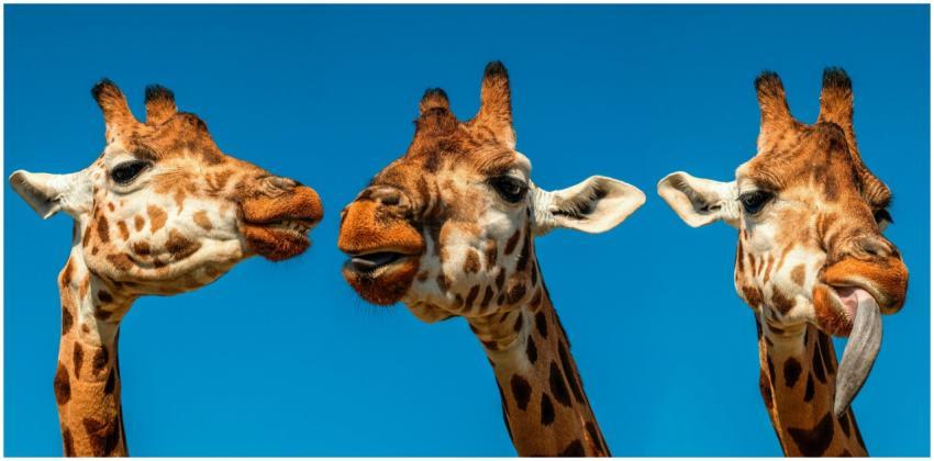 Close-up of three giraffes with a vibrant blue sky