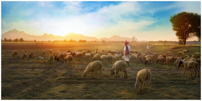 A shepherd guides a flock of sheep in a Rajasthani