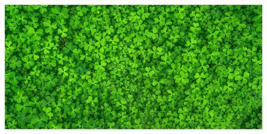 Leaf Clover Green Nature