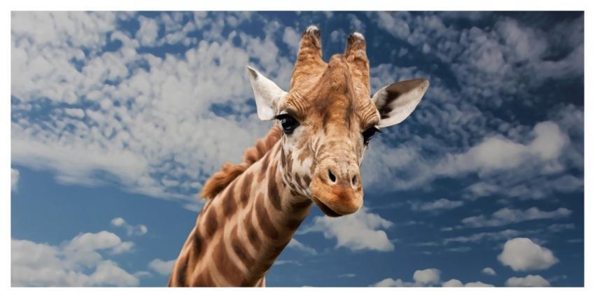 Giraffe Animal Facial Expression Mimic