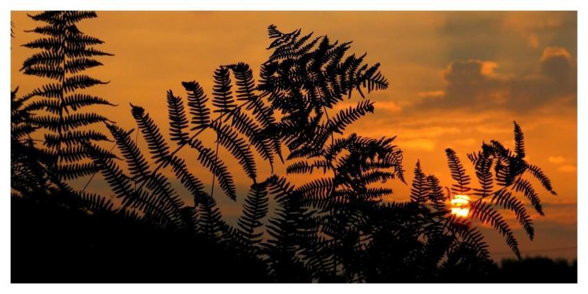 Sunrise Sunset Fern Nature