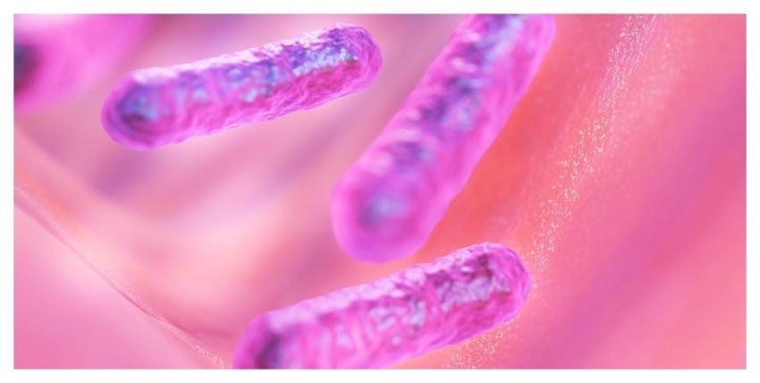 Bacilli Bacteria Microbe Health