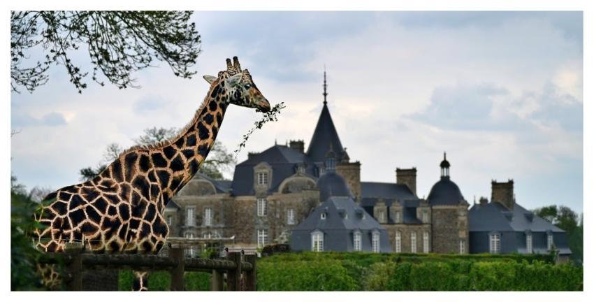 Giraffe Fauna Cool Backgrounds Windows Wallpaper