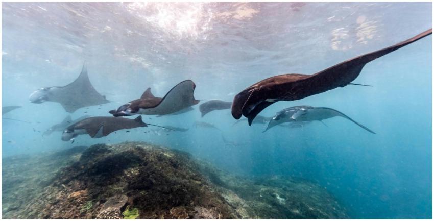 A captivating view of manta rays swimming graceful