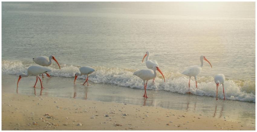 White ibises walk along a tranquil beach, waves ge