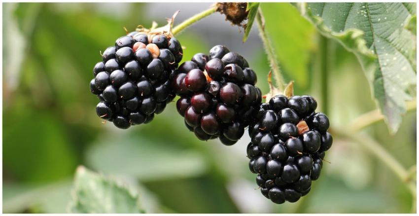 Detailed close-up of ripe blackberries hanging on