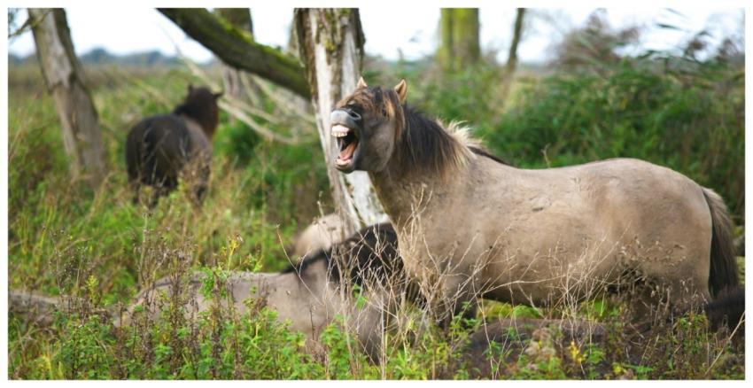 Wild horses roam and graze in a green, lush field.