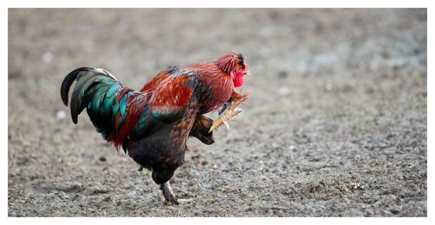 Haan Chicken Poultry Bird