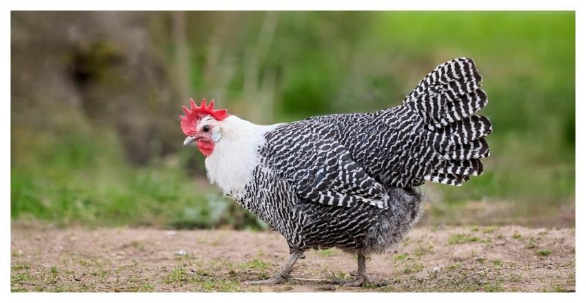 Braekel Chicken Them Poultry Bird