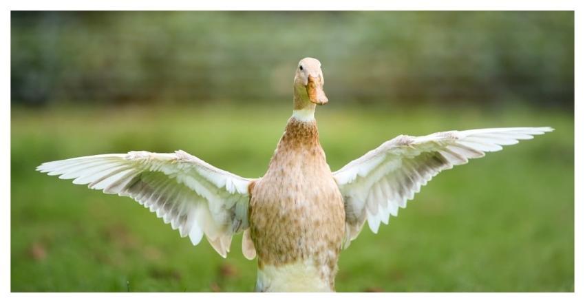 Duck Bird Wingspan Animal