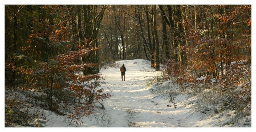 Man Trees Forest Snow