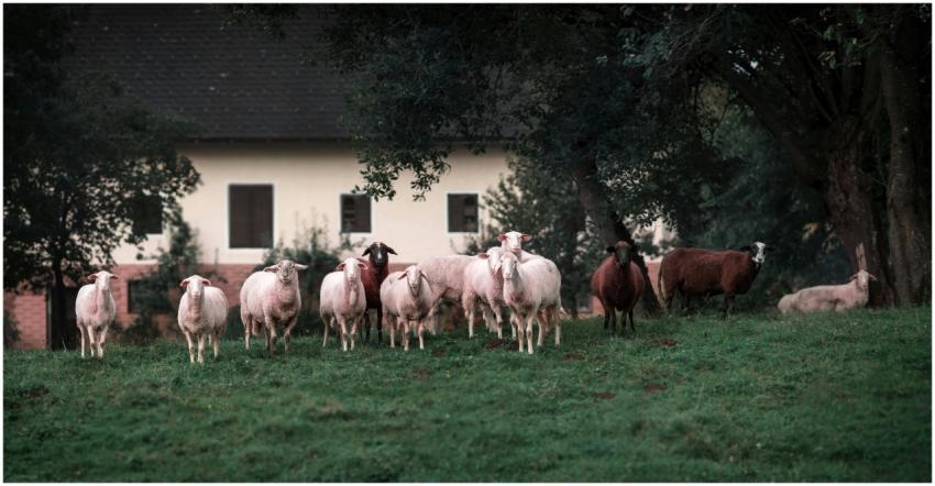 A peaceful herd of sheep grazing near a farmhouse