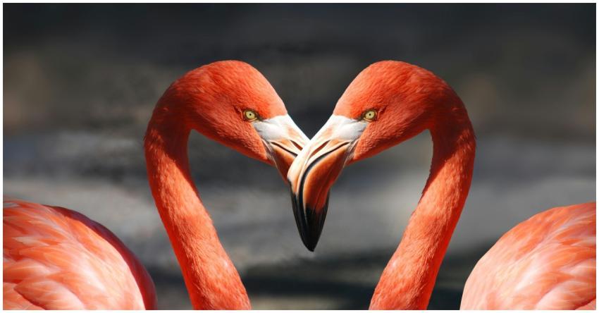 Close-up of two vibrant flamingos with intertwined