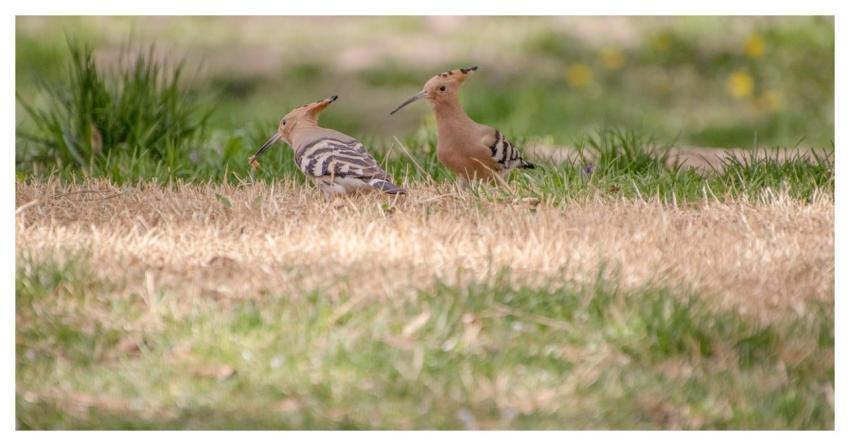 Hoopoe Nature Wildlife Feathers