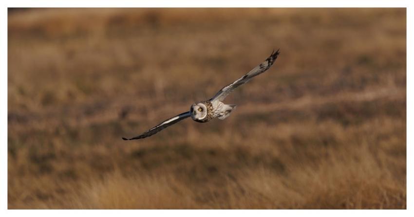 Short-Eared Owl Owl Bird Nature