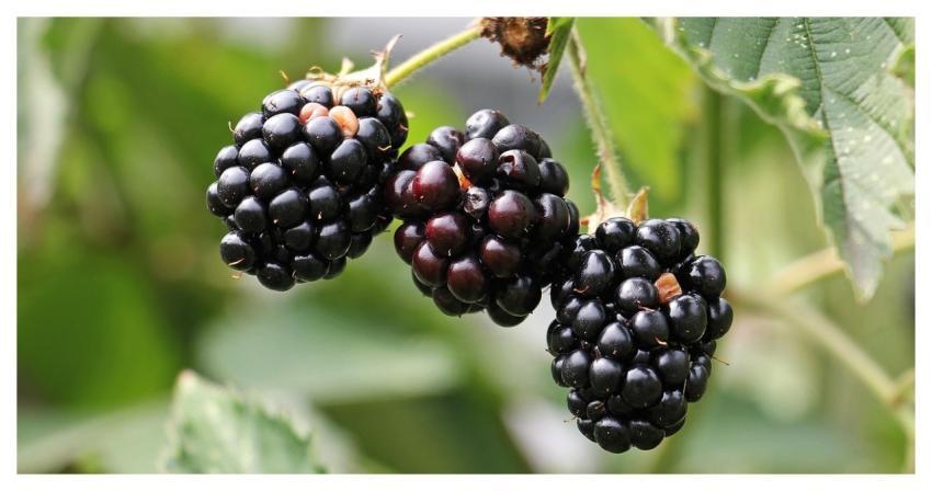 Blackberries Bramble Berries Fresh