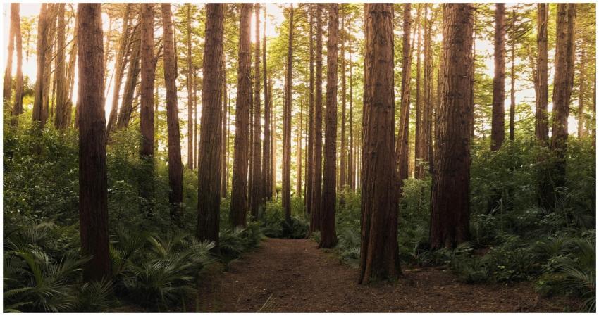 Scenic path through tall evergreen trees in a tran