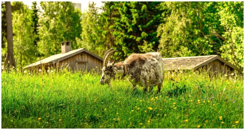 A goat grazing on a sunny day in a lush Swedish co