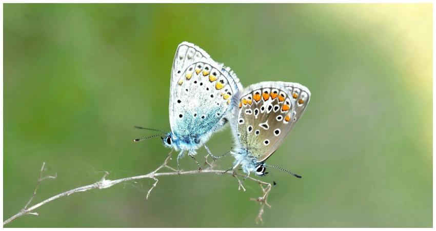 Detailed macro shot of two butterflies perched on